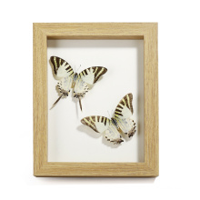 High quality custom butterfly specimen glass photo frame wood photo frame insect decoration